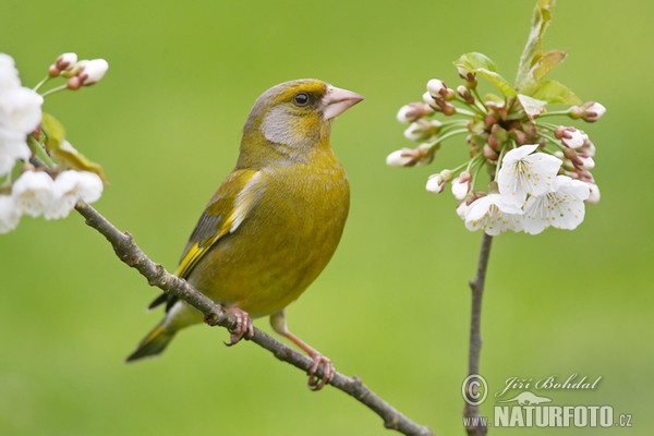 Greenfinch (Carduelis chloris)