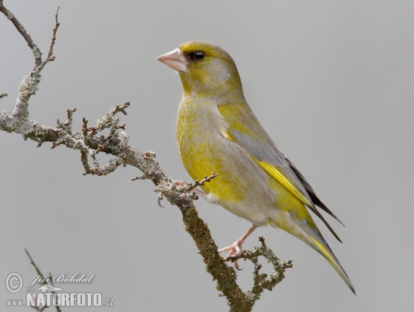 Greenfinch (Carduelis chloris)