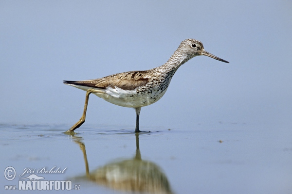 Greenshank (Tringa nebularia)