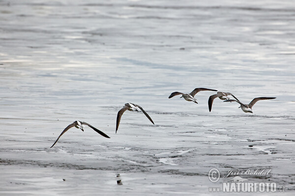 Greenshank (Tringa nebularia)