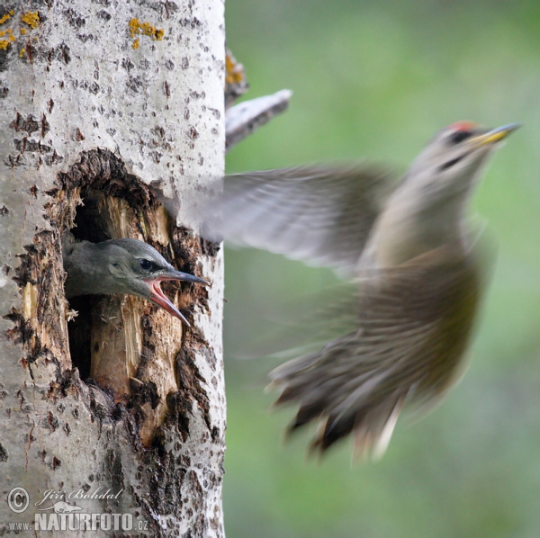 Grey-headed Woodpecker (Picus canus)