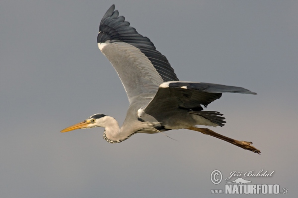 Grey Heron (Ardea cinerea)