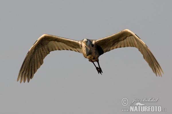 Grey Heron (Ardea cinerea)