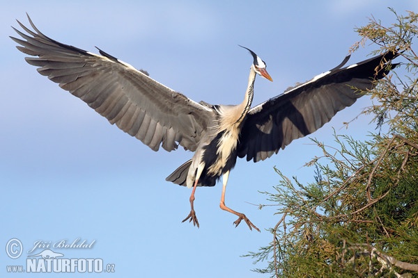 Grey Heron (Ardea cinerea)