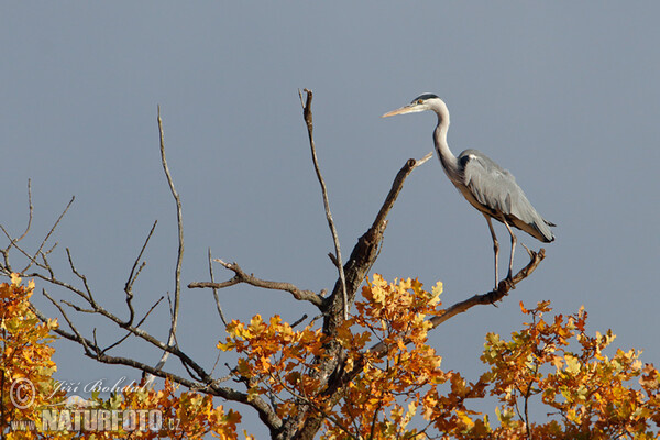 Grey Heron (Ardea cinerea)