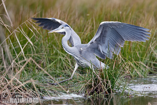 Grey Heron (Ardea cinerea)