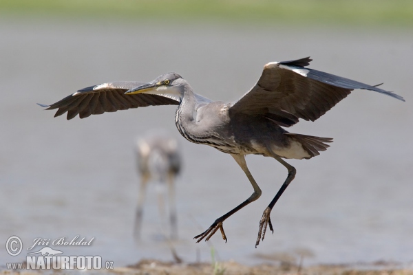 Grey Heron (Ardea cinerea)