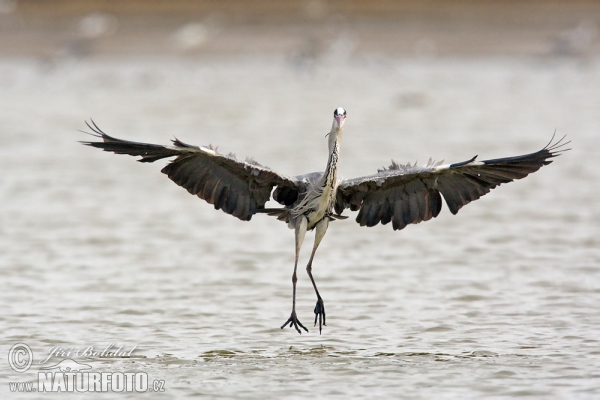 Grey Heron (Ardea cinerea)