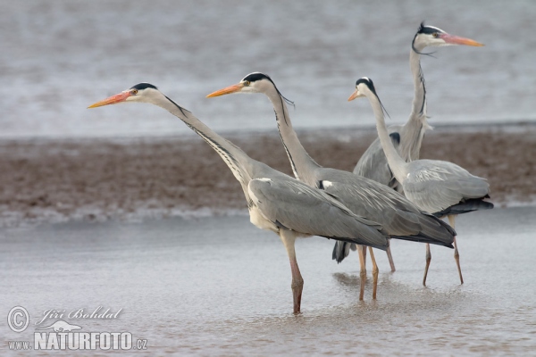 Grey Heron (Ardea cinerea)