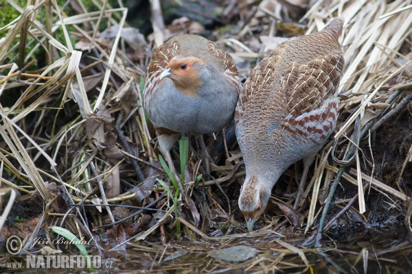 Grey Partridge (Perdix perdix)