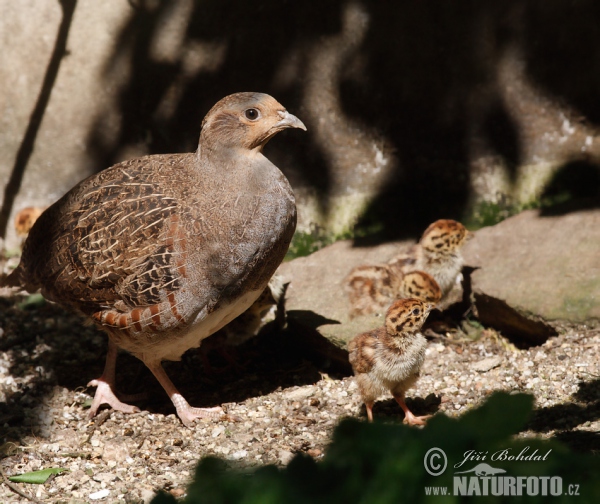 Grey Partridge (Perdix perdix)