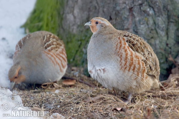 Grey Partridge (Perdix perdix)