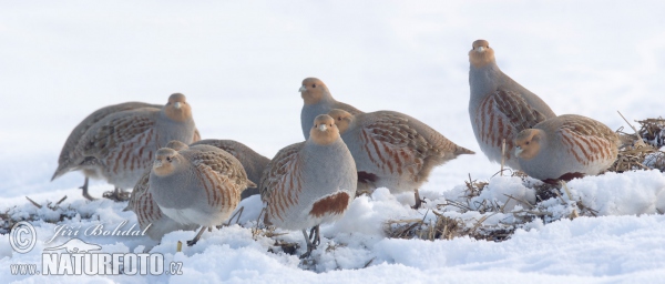 Grey Partridge (Perdix perdix)