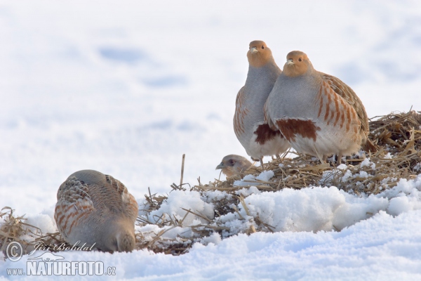 Grey Partridge (Perdix perdix)