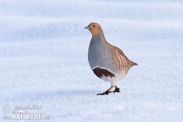 Grey Partridge (Perdix perdix)