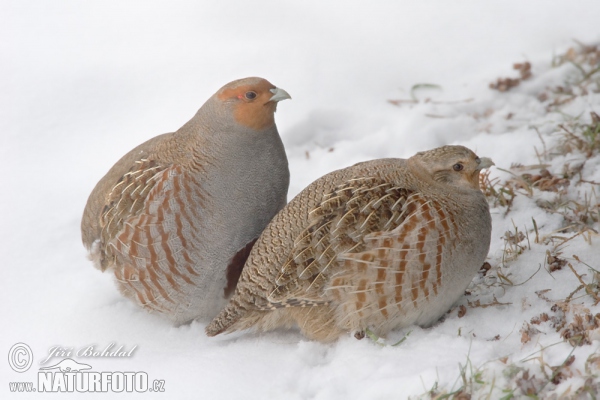 Grey Partridge (Perdix perdix)