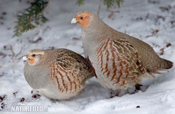 Grey Partridge (Perdix perdix)