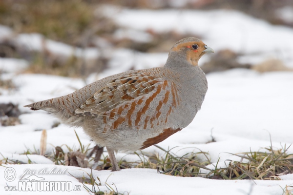 Grey Partridge (Perdix perdix)