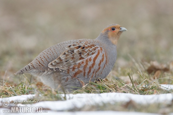 Grey Partridge (Perdix perdix)