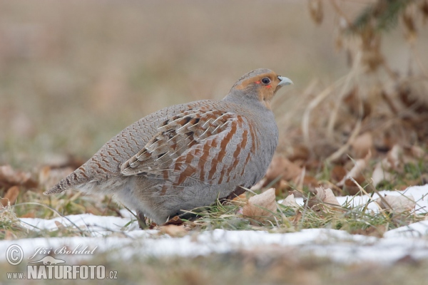 Grey Partridge (Perdix perdix)