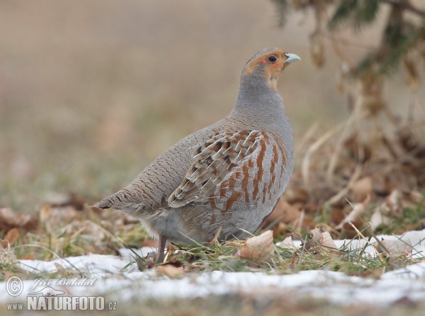 Grey Partridge (Perdix perdix)