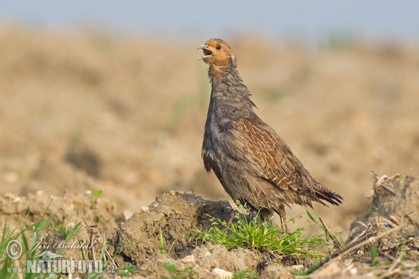 Grey Partridge (Perdix perdix)