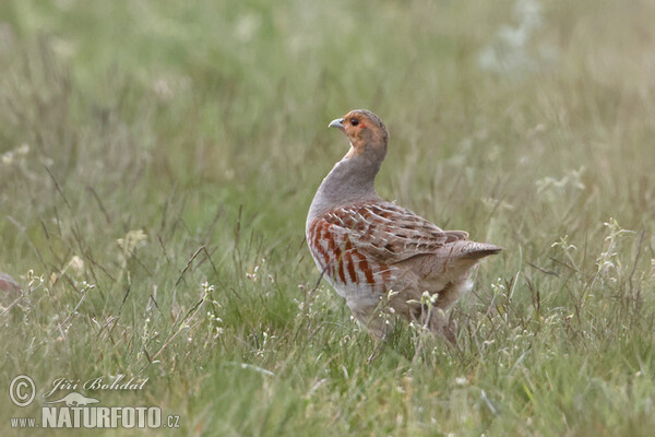 Grey Partridge (Perdix perdix)