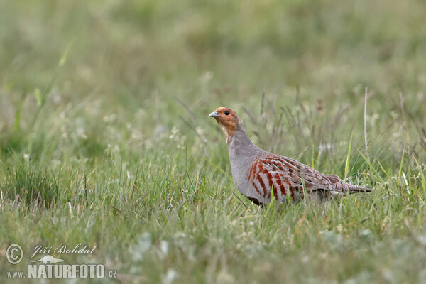 Grey Partridge (Perdix perdix)