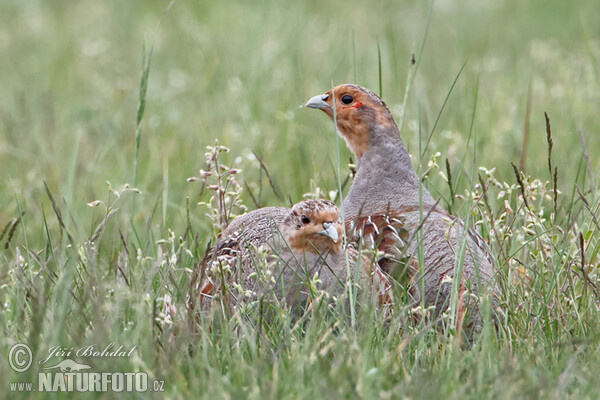 Grey Partridge (Perdix perdix)