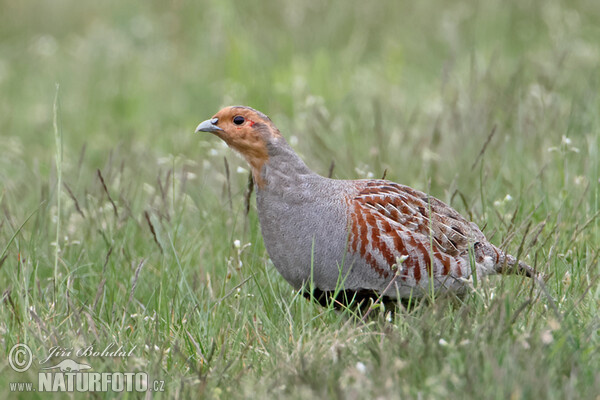 Grey Partridge (Perdix perdix)