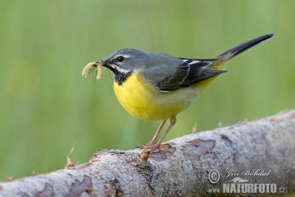 Grey Wagtail (Motacilla cinerea)