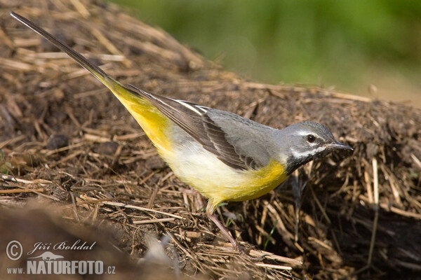 Grey Wagtail (Motacilla cinerea)