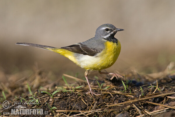 Grey Wagtail (Motacilla cinerea)