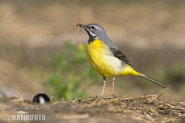 Grey Wagtail (Motacilla cinerea)