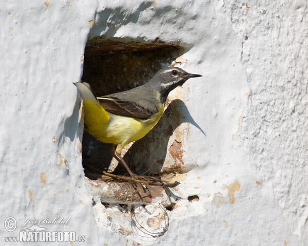 Grey Wagtail (Motacilla cinerea)