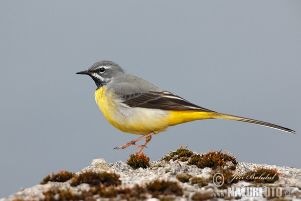 Grey Wagtail (Motacilla cinerea)