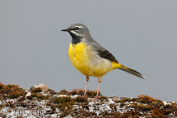 Grey Wagtail (Motacilla cinerea)