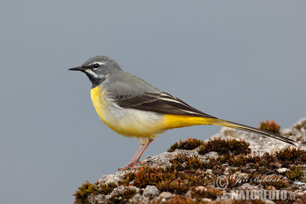 Grey Wagtail (Motacilla cinerea)