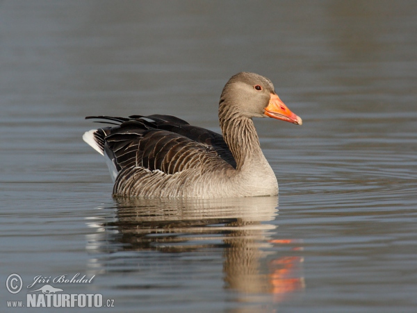 Greylag Goose (Anser anser)