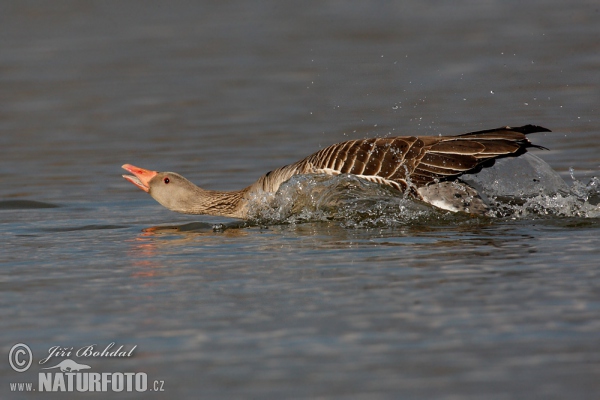 Greylag Goose (Anser anser)