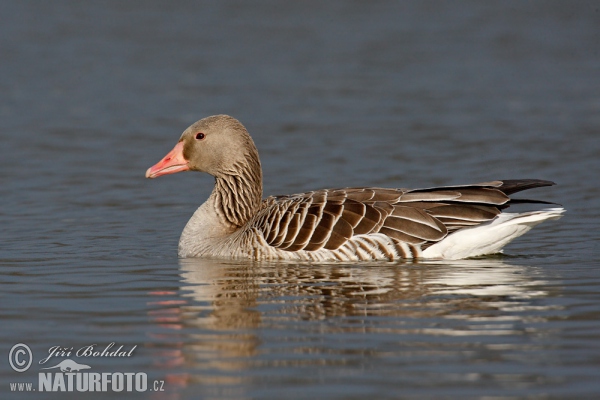 Greylag Goose (Anser anser)