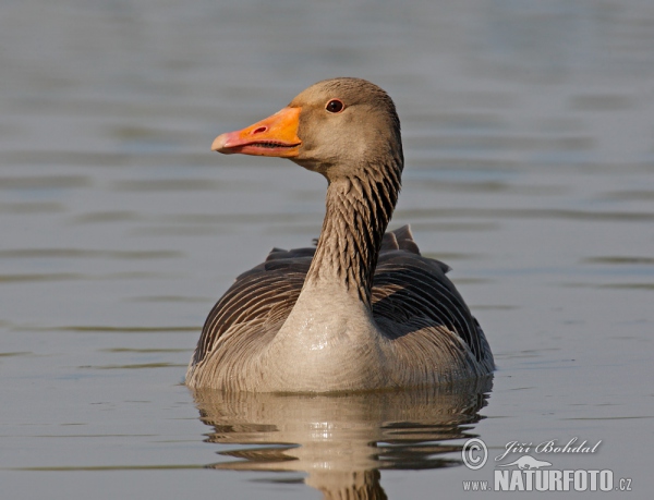 Greylag Goose (Anser anser)