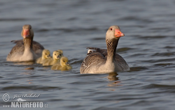 Greylag Goose (Anser anser)