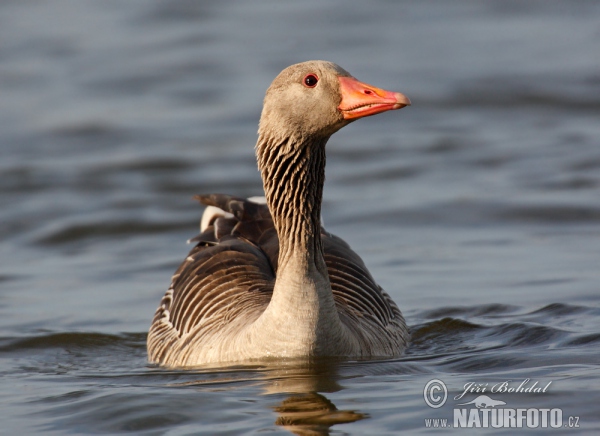 Greylag Goose (Anser anser)