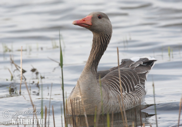 Greylag Goose (Anser anser)