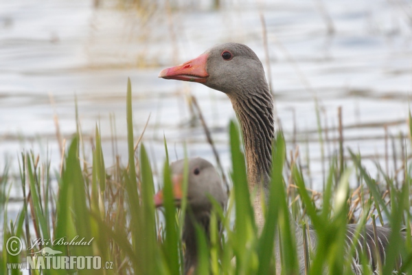 Greylag Goose (Anser anser)