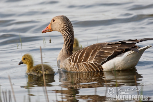 Greylag Goose (Anser anser)