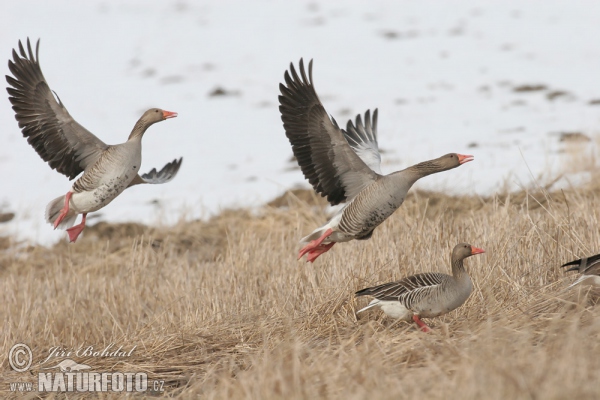 Greylag Goose (Anser anser)