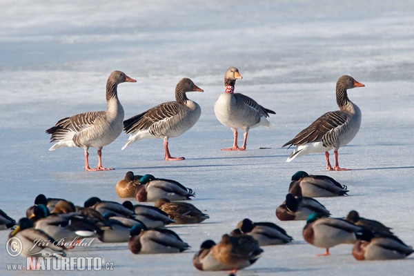 Greylag Goose (Anser anser)