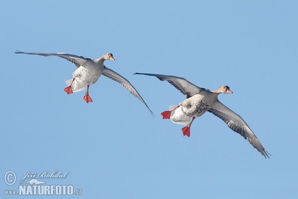 Greylag Goose (Anser anser)